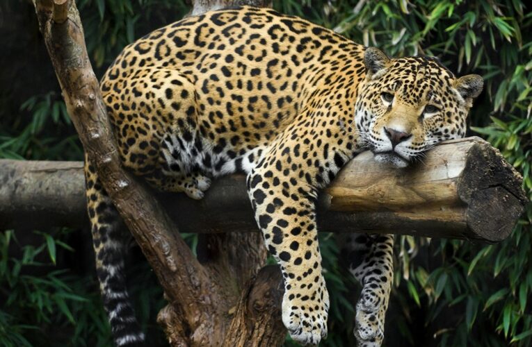 New study looks at jaguar reintroduction possibilities